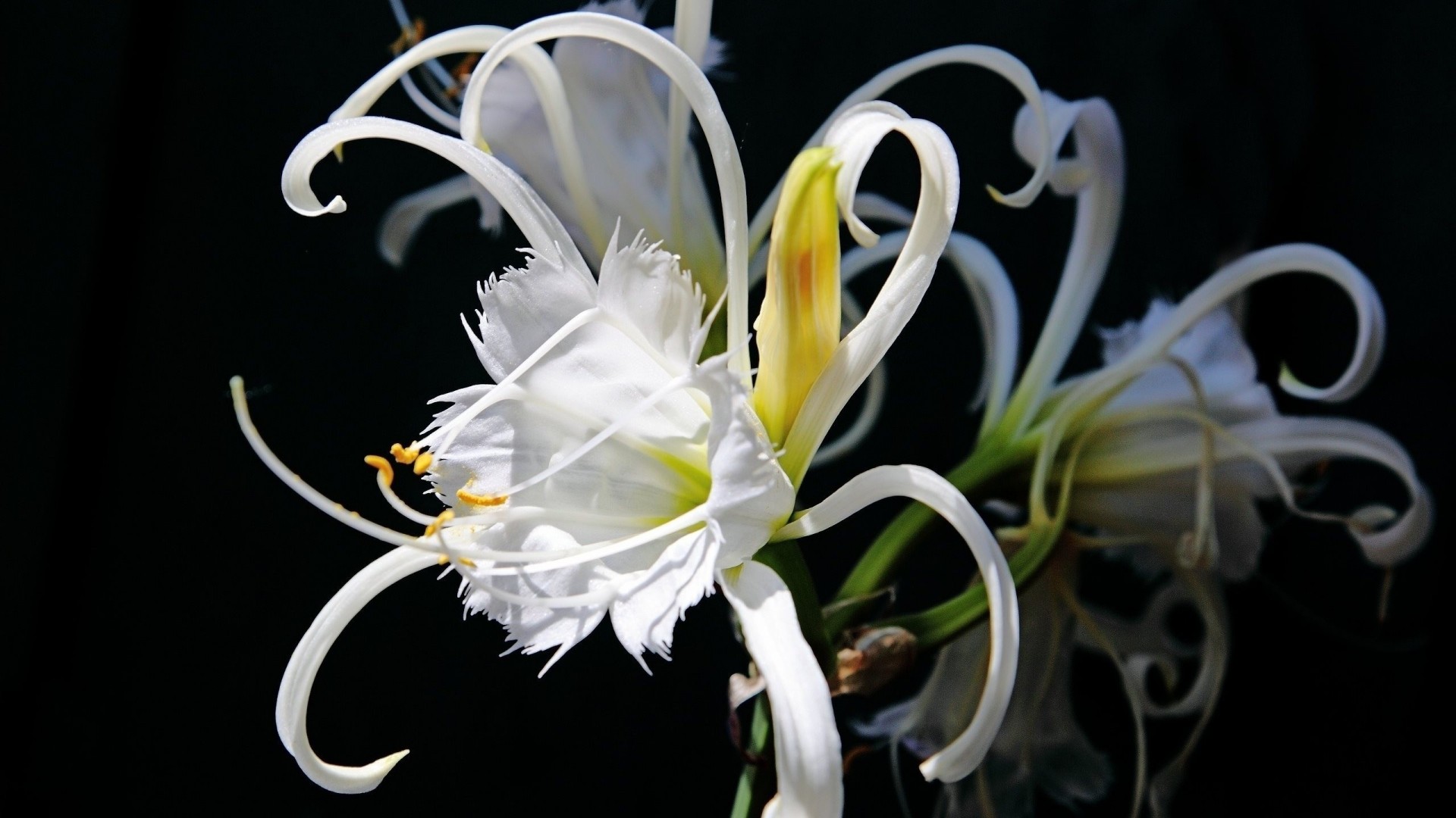 flower only beautiful white