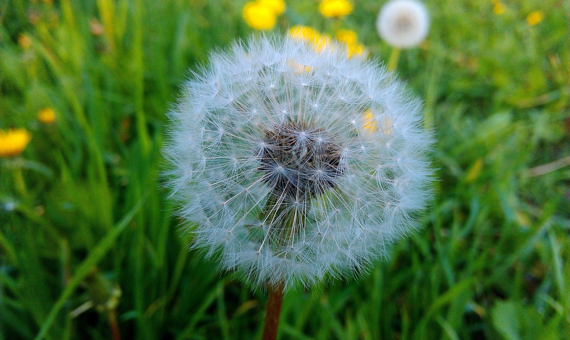 in primavera dente di leone