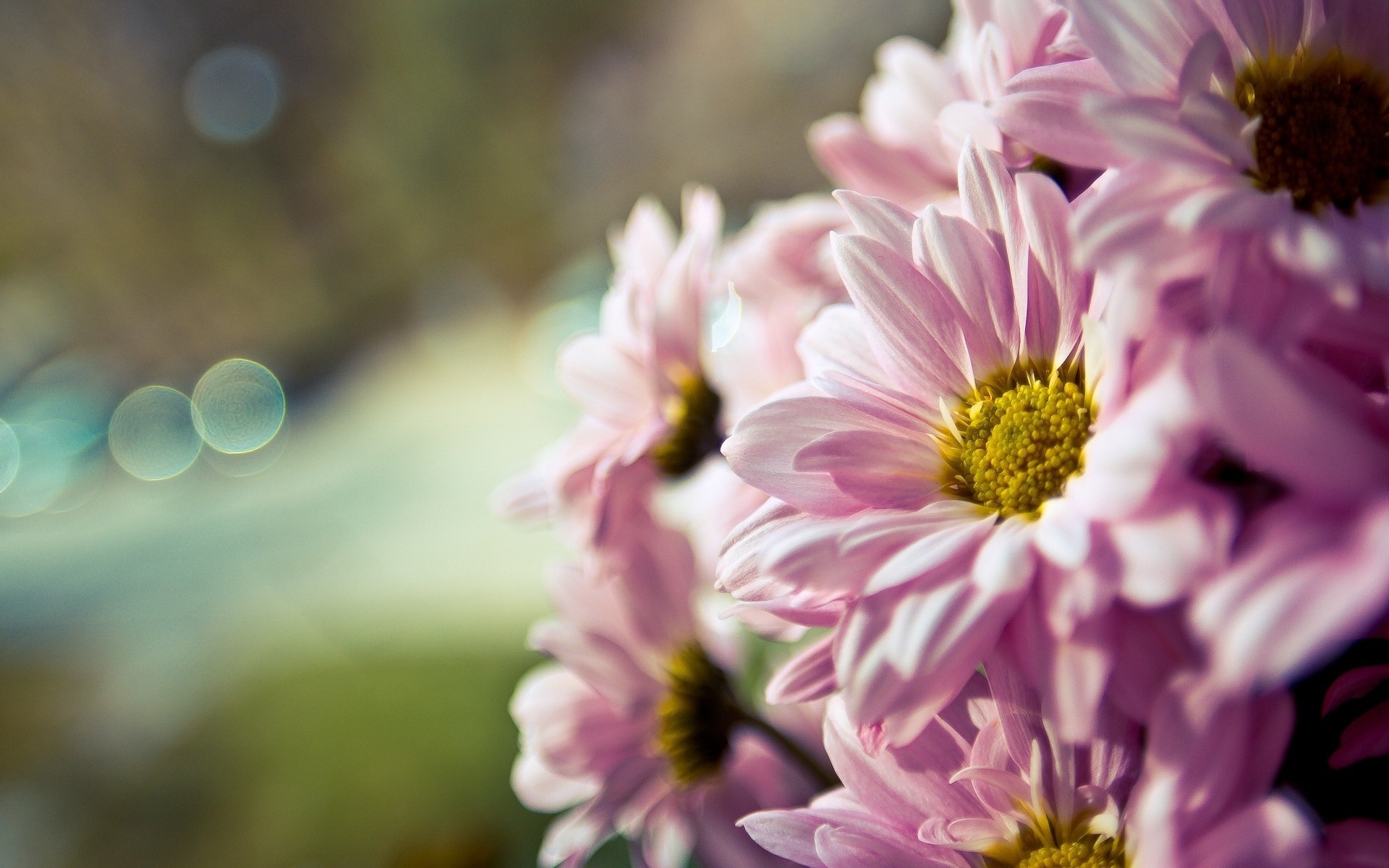 kwiat tapeta bokeh tło kwiaty makro makro różowy rozmycie