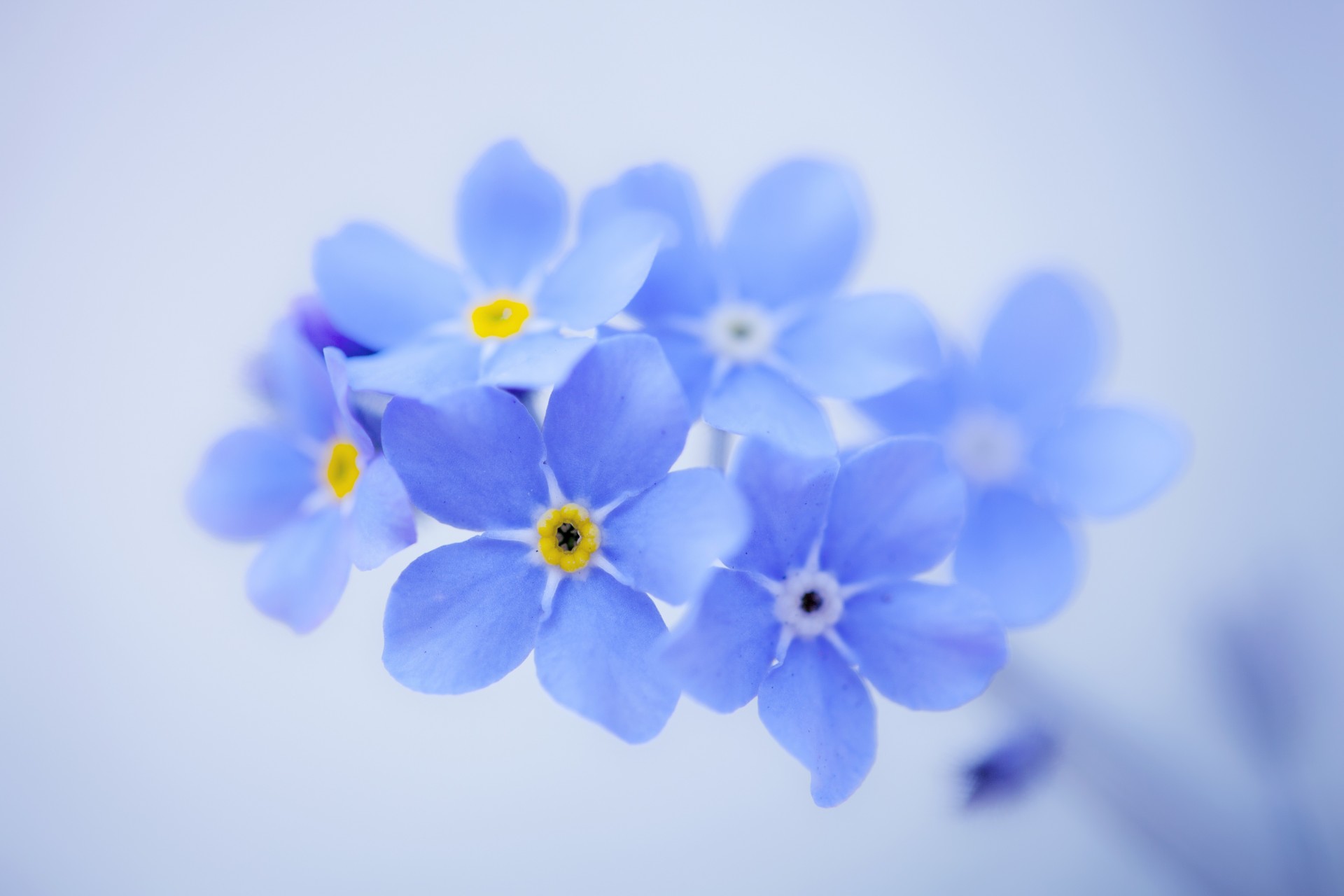 me-nots background blue flower petal