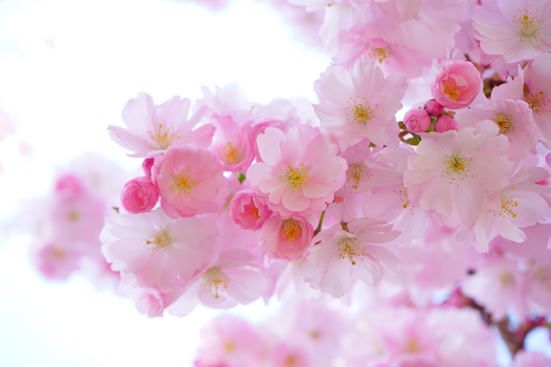 sakura blumen baum