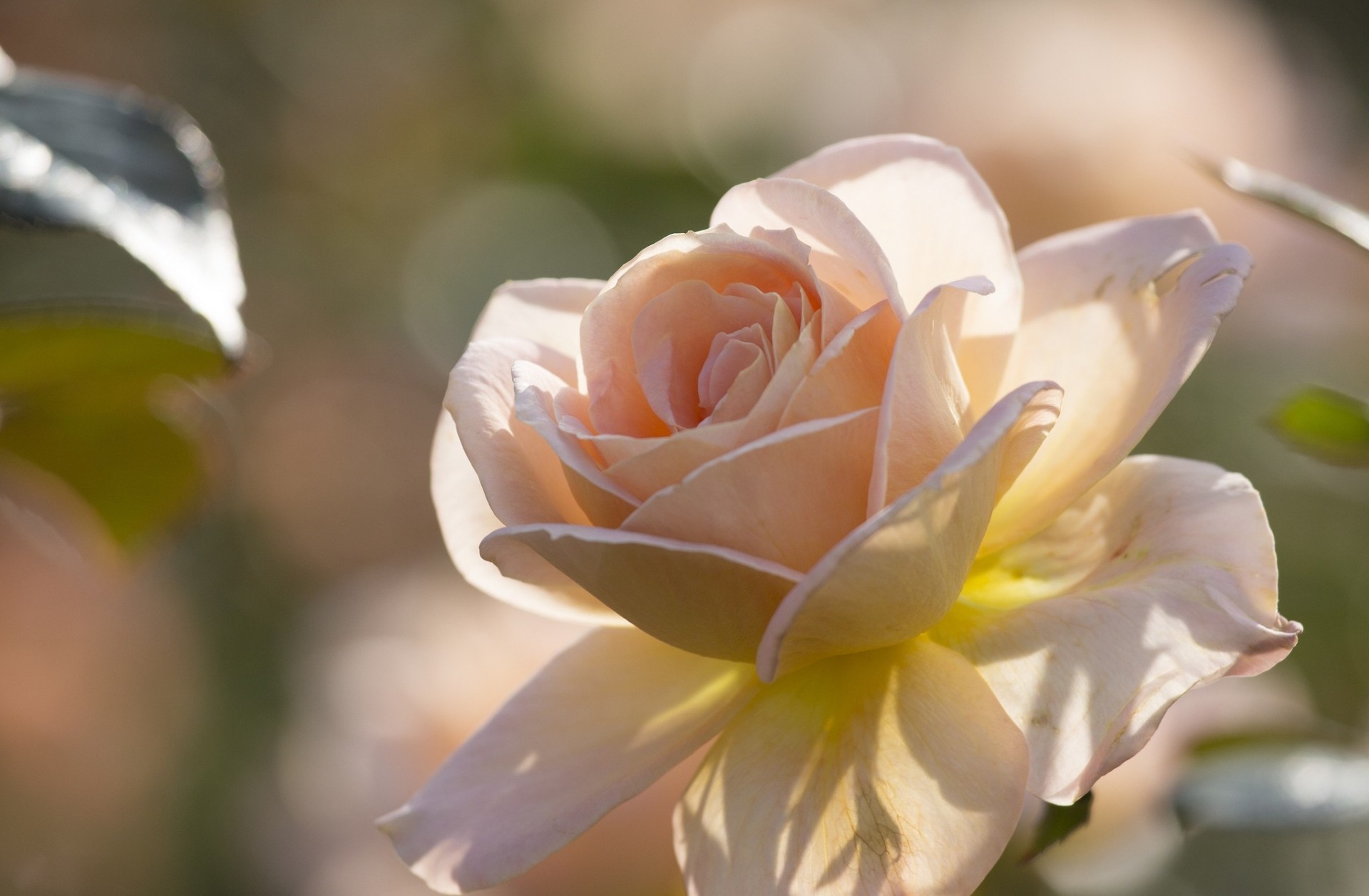 makro rose blütenblätter