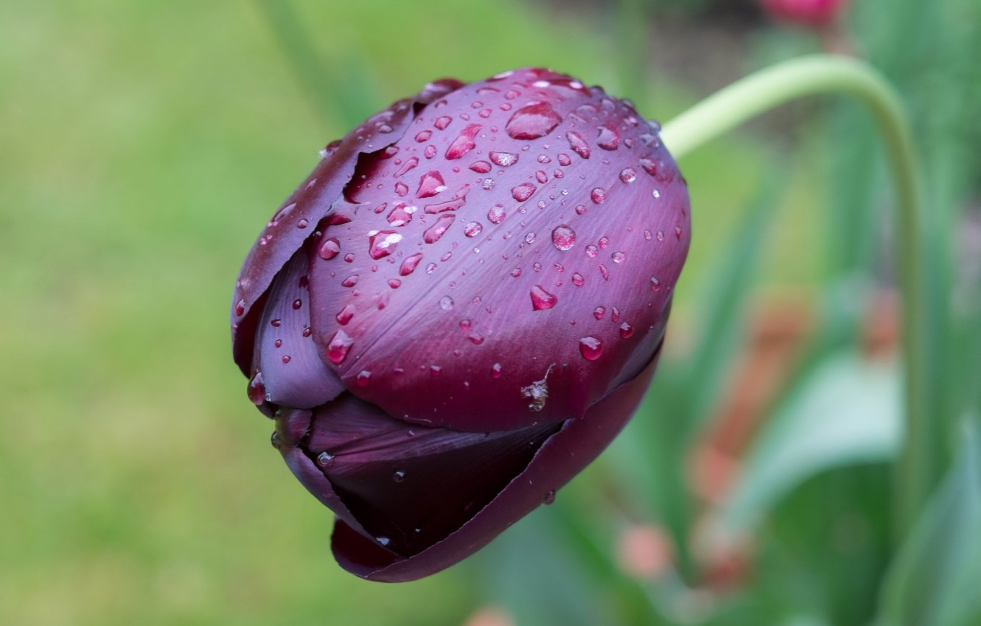 macro tulipán cae