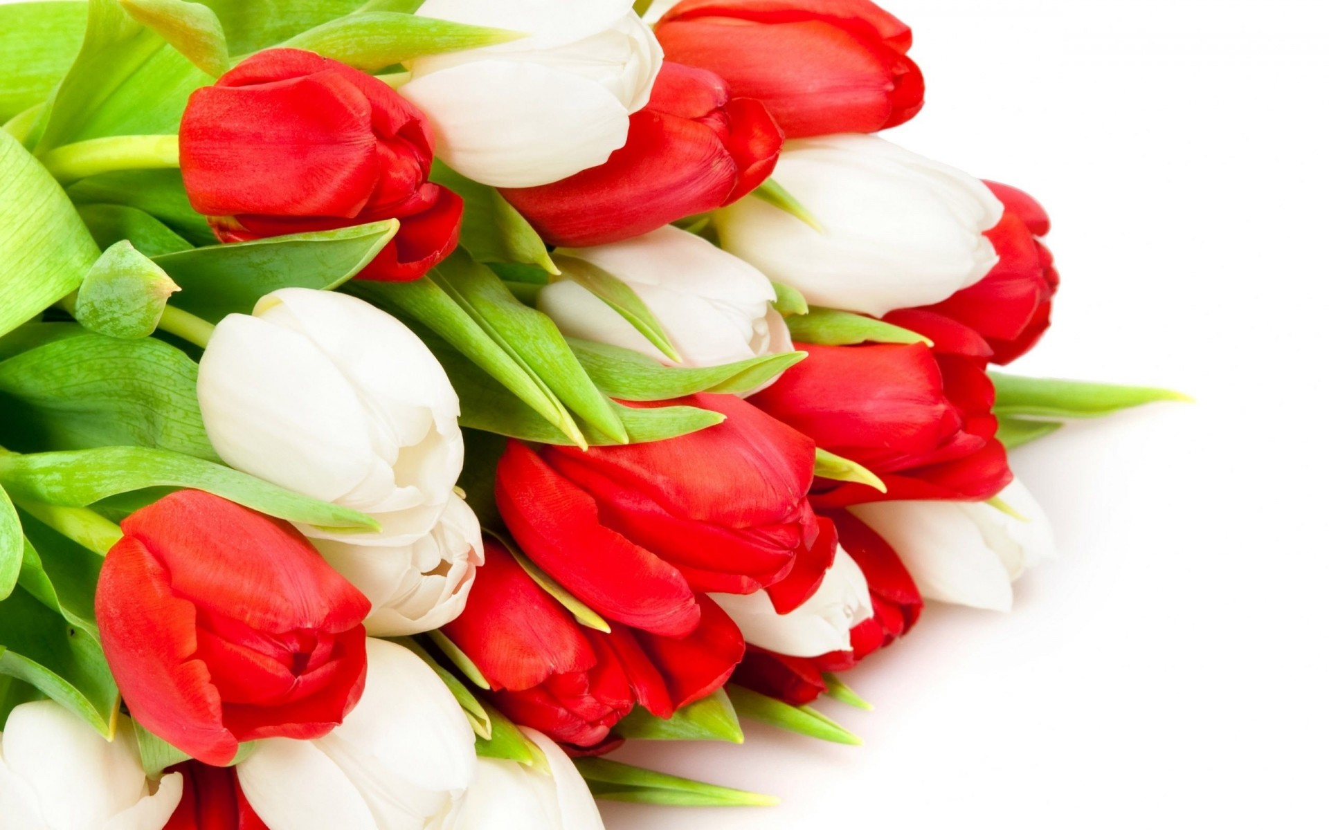 bouquet rouge blanc tulipes