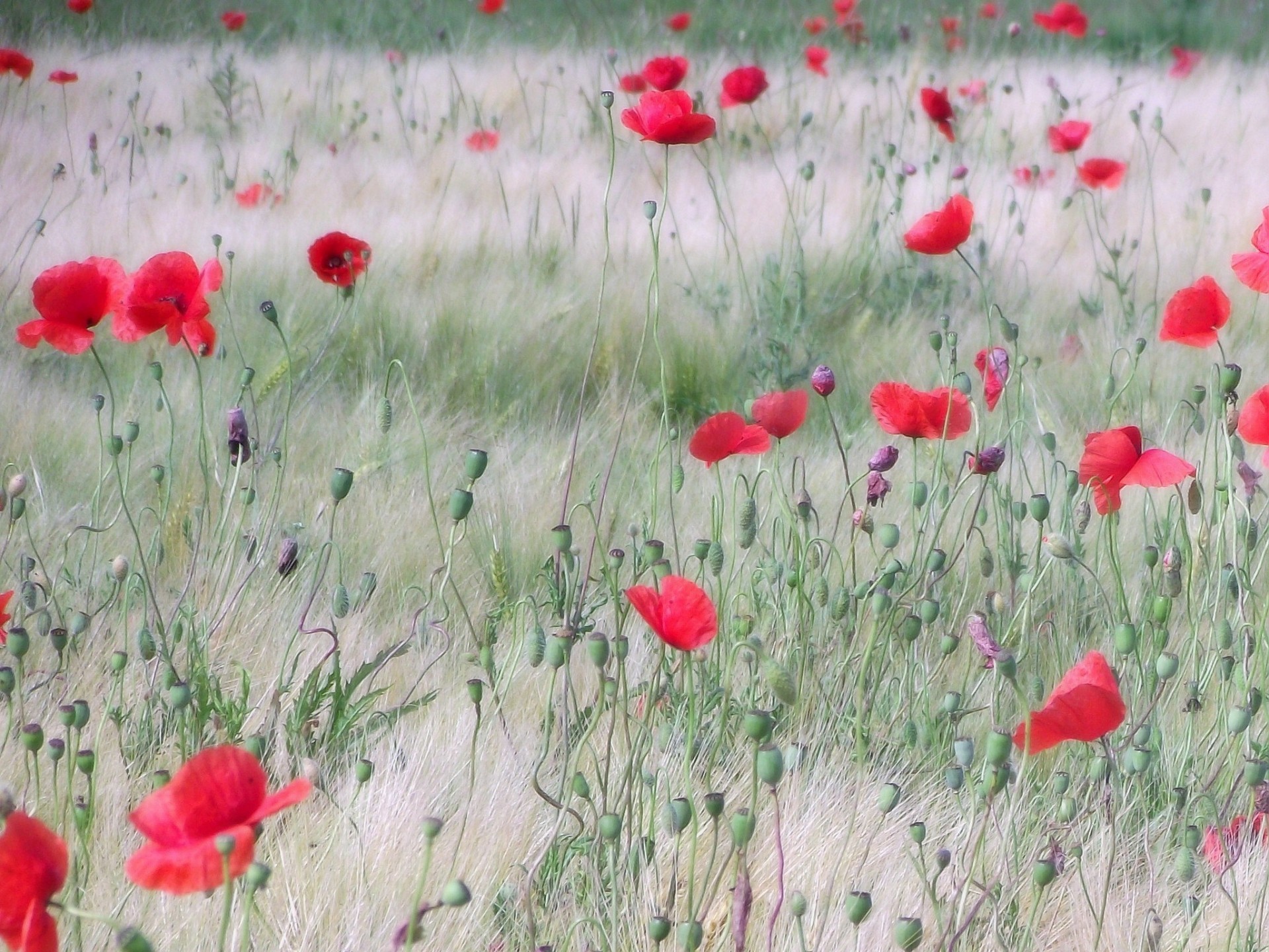 champ coquelicots rouge