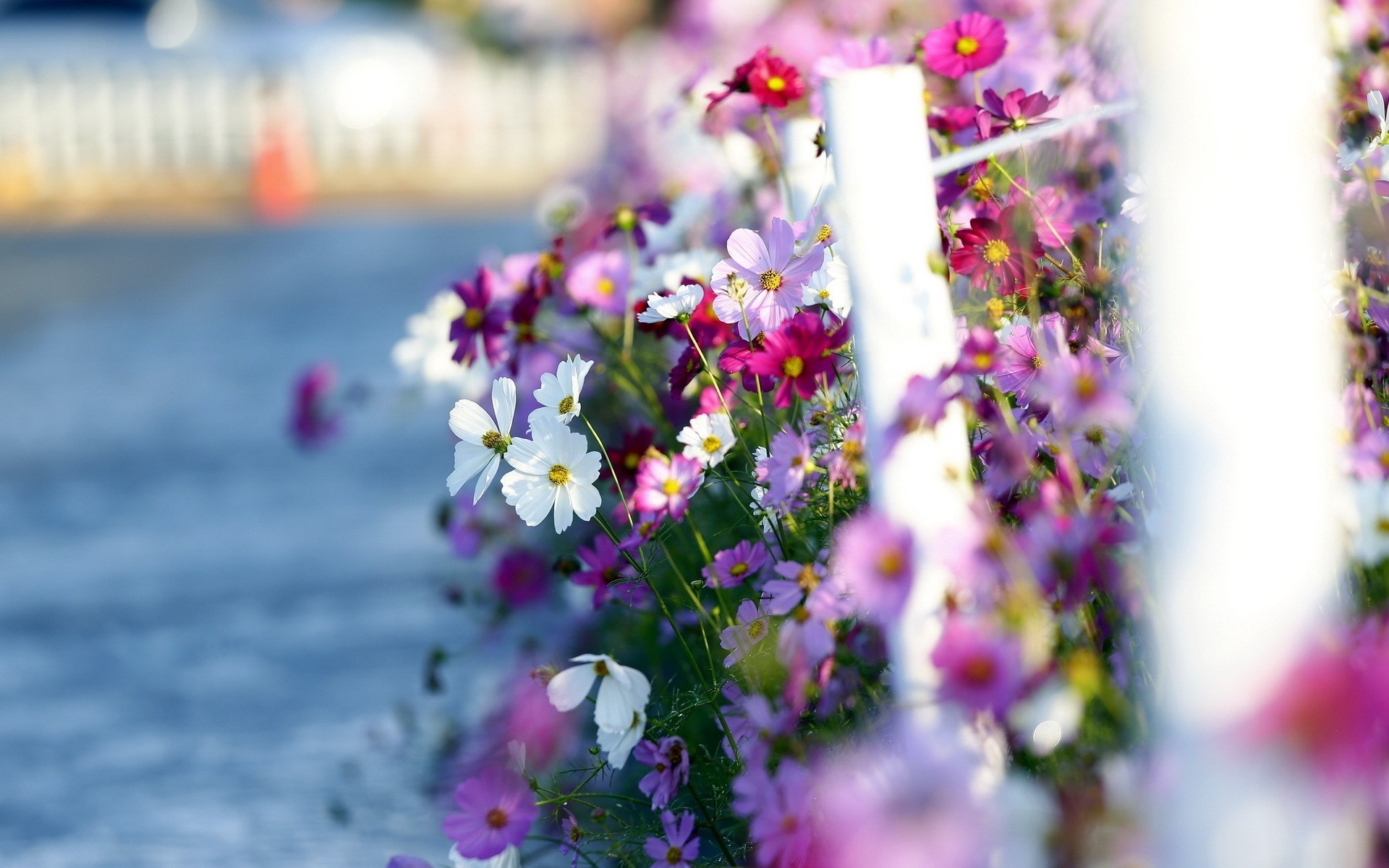 raum landschaft meer von blumen