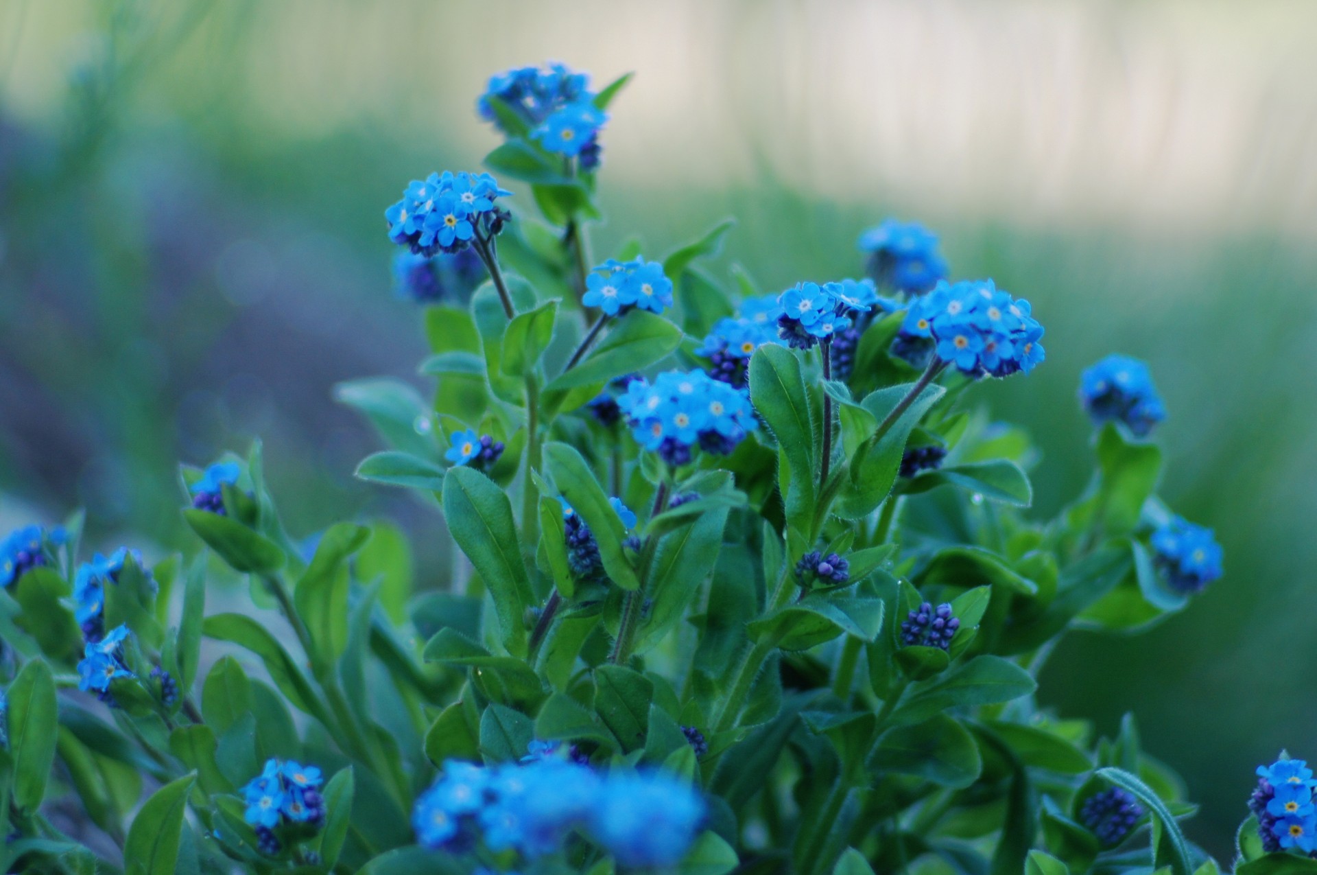 feuille bleu fleurs myosotis verdure pétales