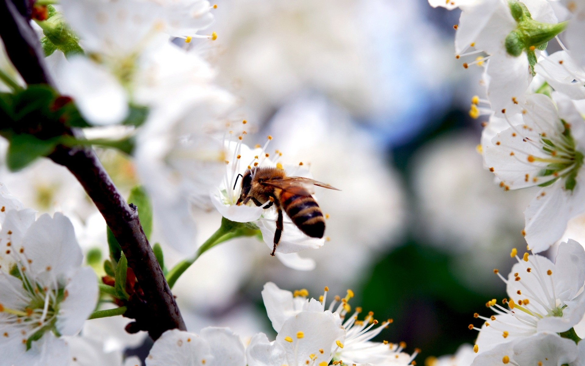 white bee nature flower sakura bloom beauty branch spring petal