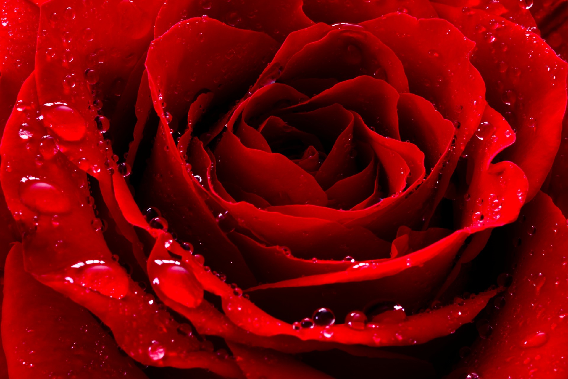 rose flower falls red petals close up beads bud