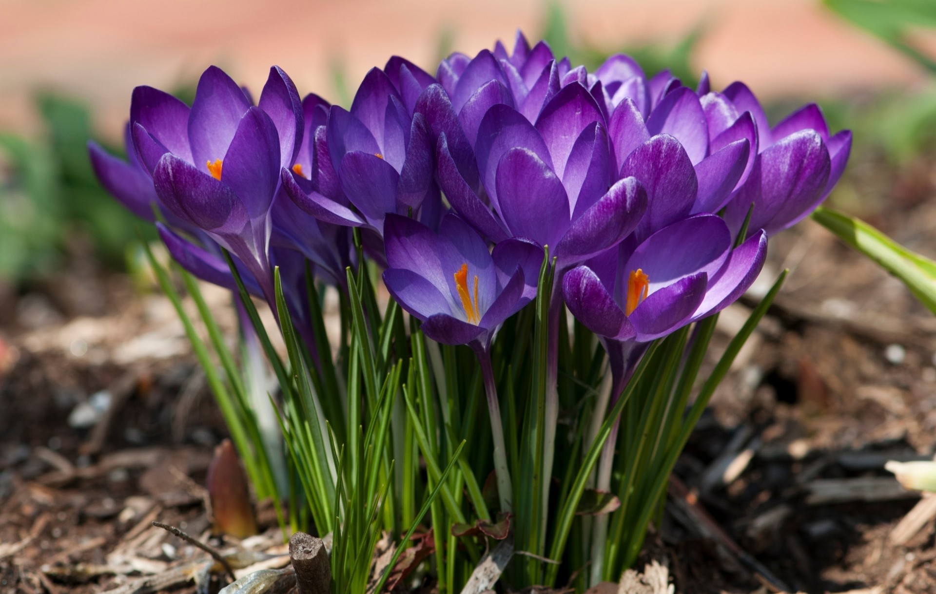 violet fleurs pétales