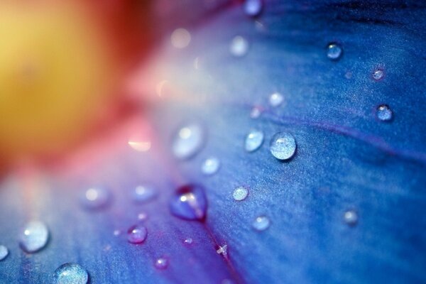 Fiore blu, rossa, bella carta da parati