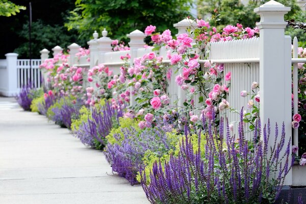 Pink roses have grown up in the fence it looks very beautiful