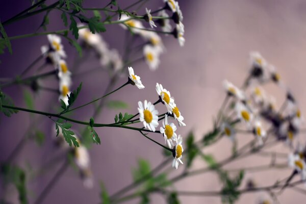 White daisies with green stems