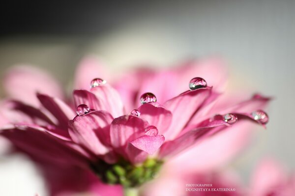 Foto di un fiore in modalità macro