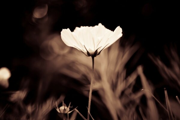 Hermosa flor blanca sobre fondo marrón