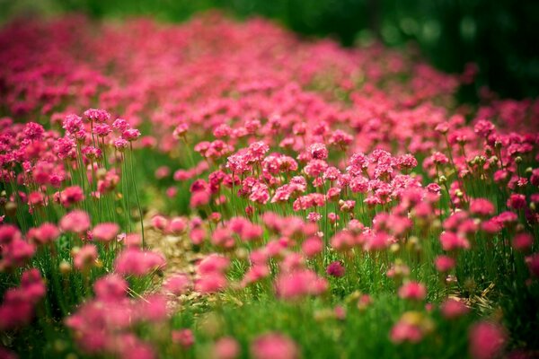 Summer pink flowers close-up