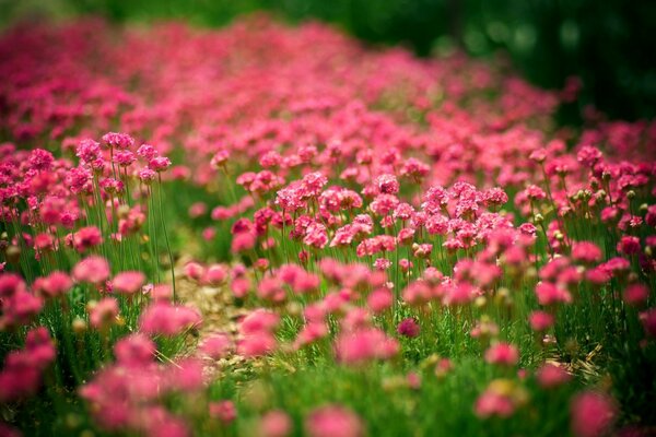 Gros plan de fleurs roses d été