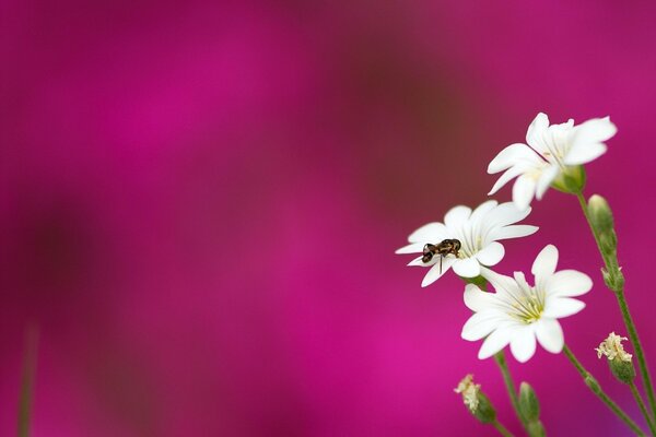 Abeille sur une fleur blanche