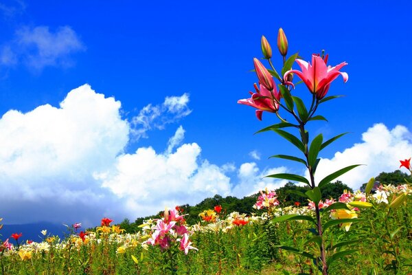 A field of summer flowers against the sky
