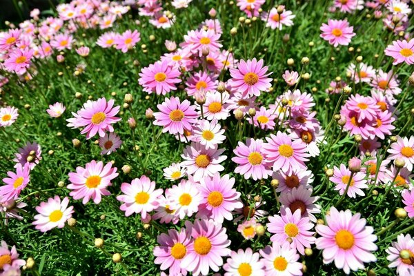 Photo of pink daisies on a green background