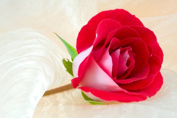 Rose rouge, photo pour le papier peint
