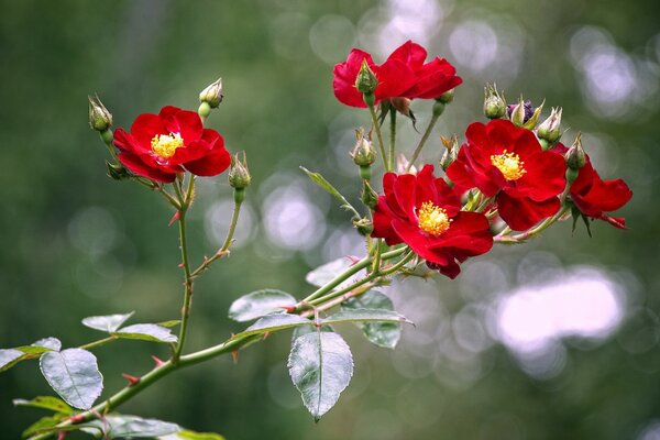 Zweig mit roten Rosenknospen