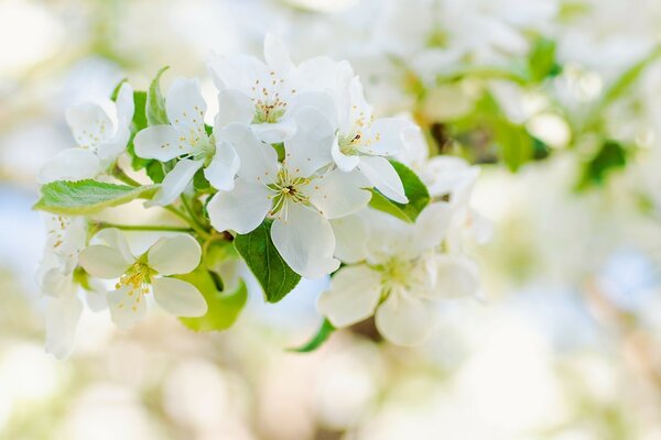Biały kwiat drzewo jabłko