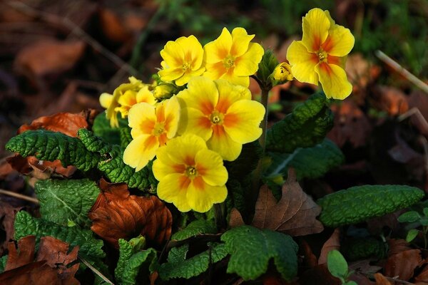 Yellow primrose in autumn foliage