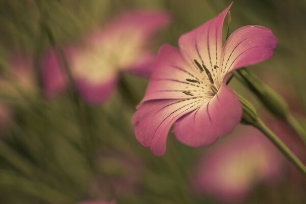 Flor rosa sobre fondo de hierba