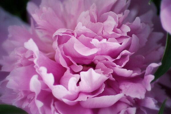 Flor de peonía rosa floreada