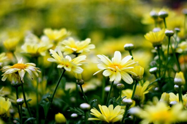 Gelb-weiße frische Wildblumen