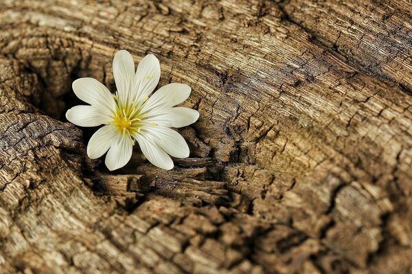 Pequeña flor blanca en la corteza de un árbol