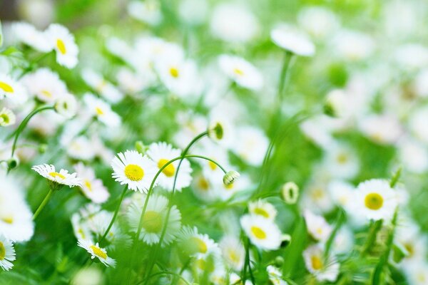 Many small daisies in the field