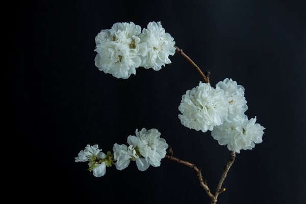 Fond noir semble bon blanc floraison