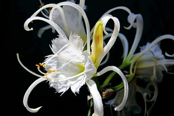 Beautiful white flower on a black background