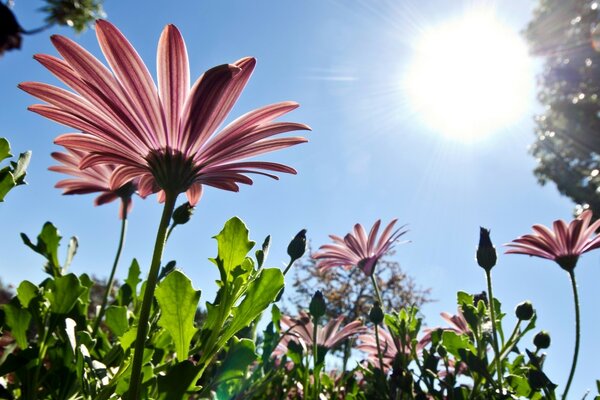 Pink tall flowers and the sun