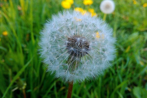 A faded dandelion on a background of green grass