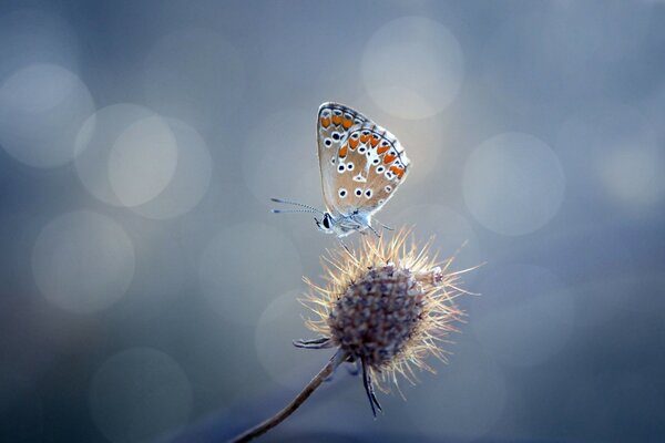 Butterfly on thorns and beautiful highlights in the background