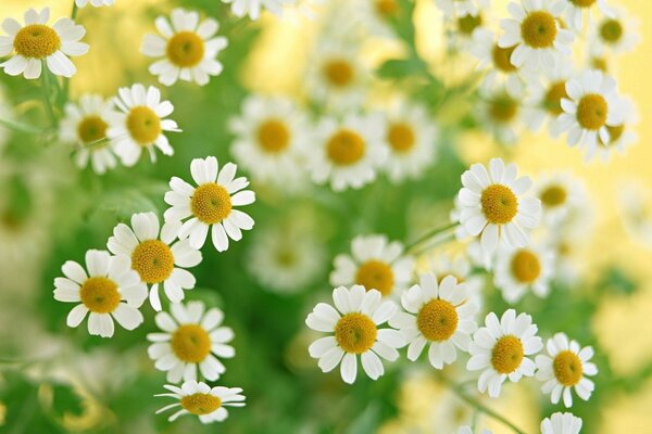 Ein Blumenstrauß aus Kamille wurde mir zum Geburtstag geschenkt