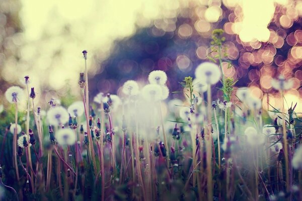 Macro photo of white dandelions with highlights