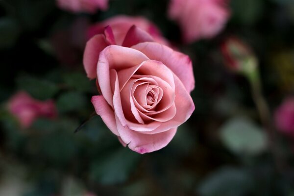 Süße Rosenknospe in einer Vignette