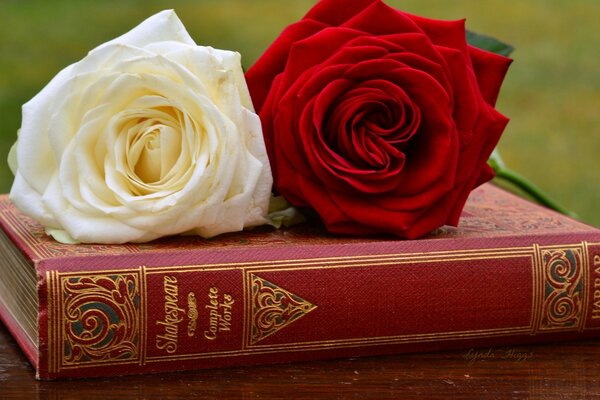 A book with a red and white rose