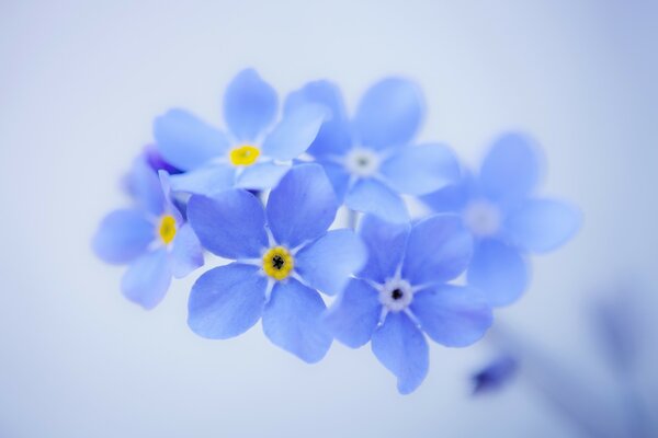 Delicate forget-me-nots on a light background