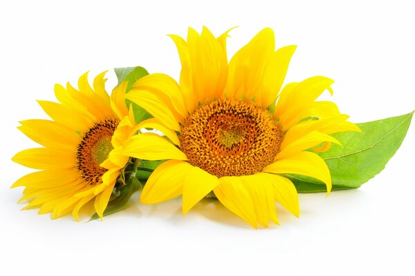 Sunflower flowers with leaves on a white background
