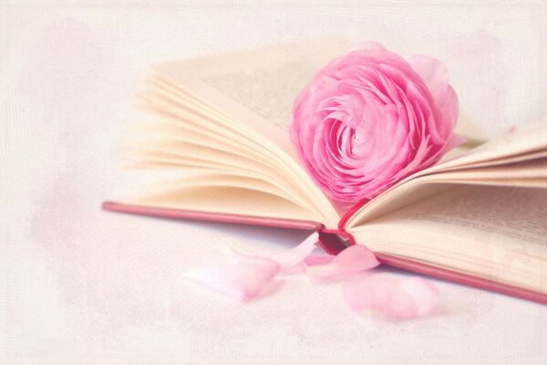 The painting pink rose lies on the book