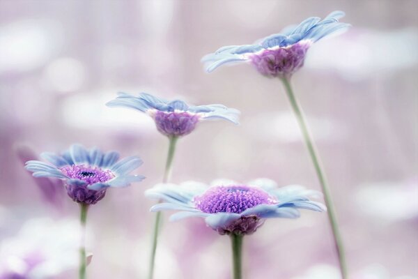 Lilac and blue flowers with a delicate background