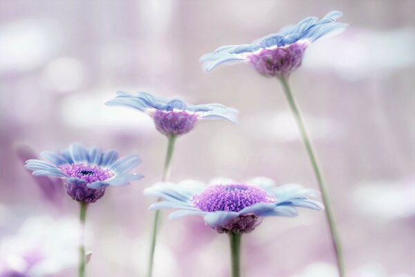 Flores Lilas y azules con un fondo delicado