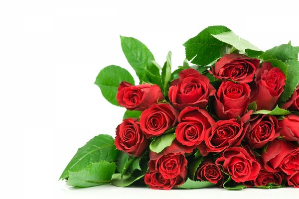 Mazzo di rose rosse su sfondo bianco