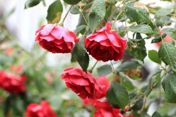 Flores rojas después de la lluvia