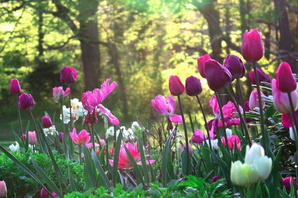 Helle, bunte Tulpen auf einem Blumenbeet im Park